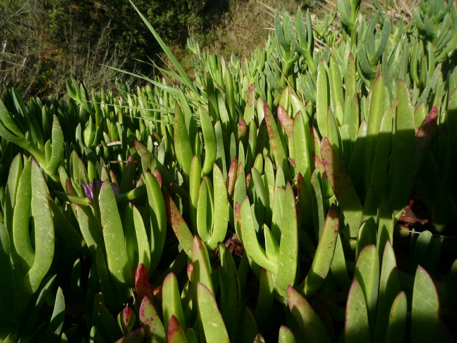 High Resolution Carpobrotus chilensis Plant